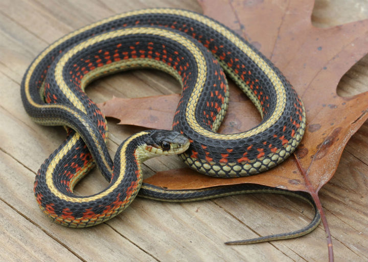 Valley Garter Snake